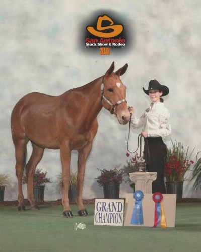 Mature old brother, halter champion at Bishop Mule Days 2014