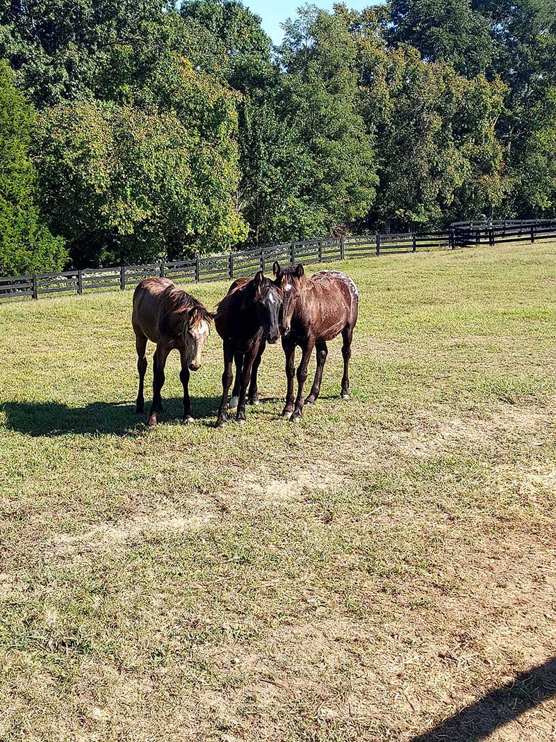 Learn Proper Horsemanship | Chambers Stables