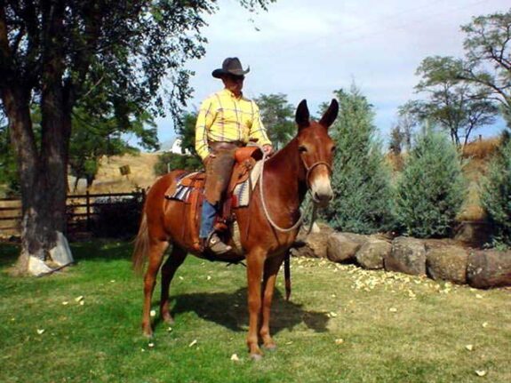 Barney Chambers, Founder of Coyote Mule Company.