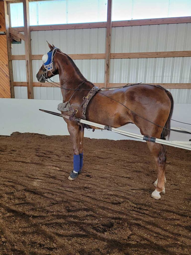 Driving Horse in Single Shaves