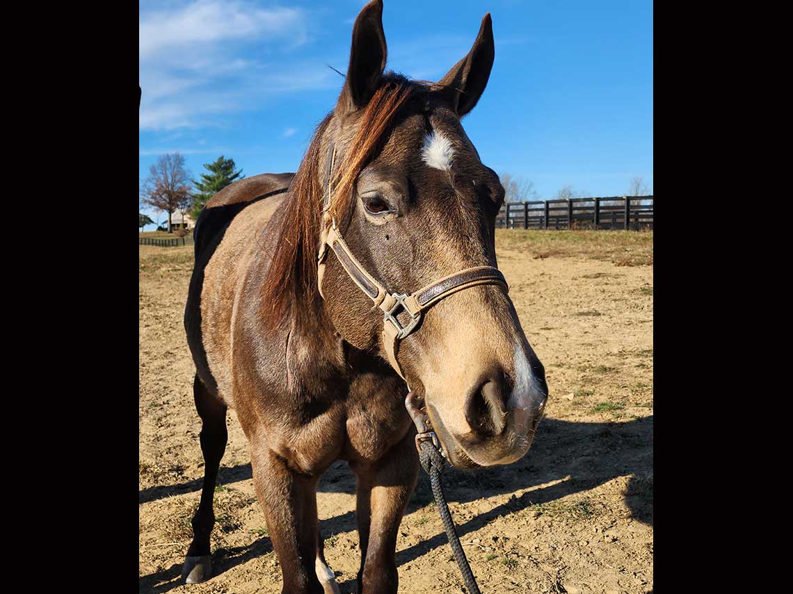 Sophie Lesson Horse