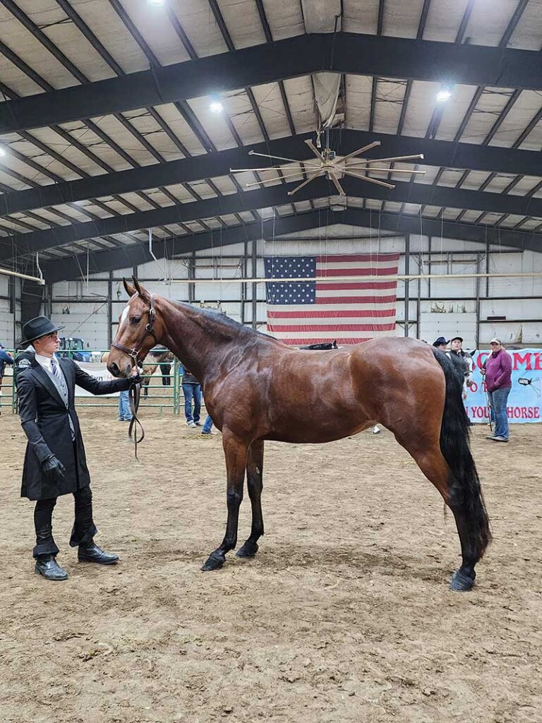 Jack at All American Youth Horse Show