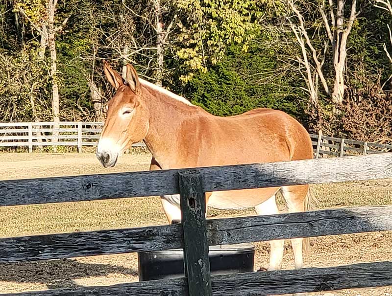 Kit - Our lead mule for driving teams