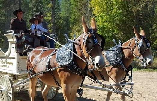 Queen and Liz Driving Team